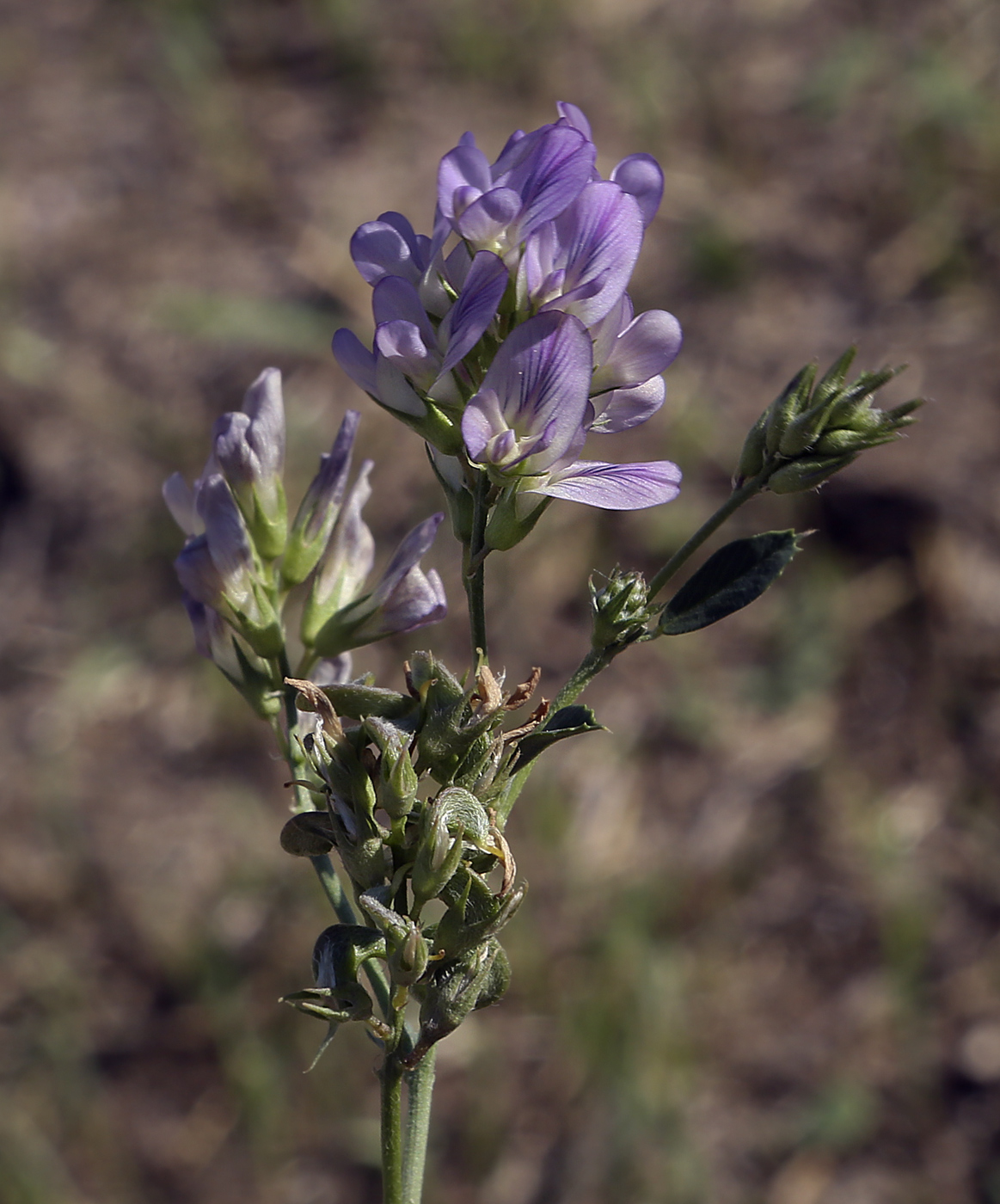 Image of Medicago × varia specimen.