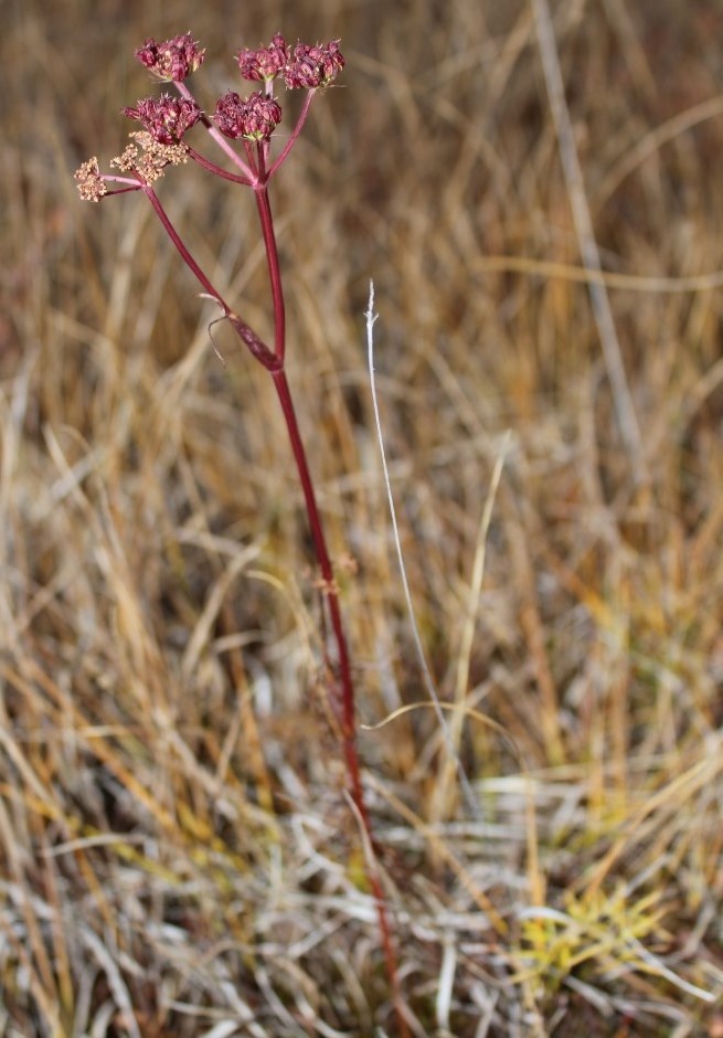 Изображение особи Ostericum tenuifolium.