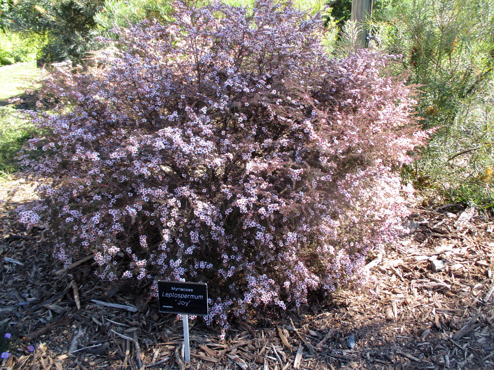 Image of genus Leptospermum specimen.