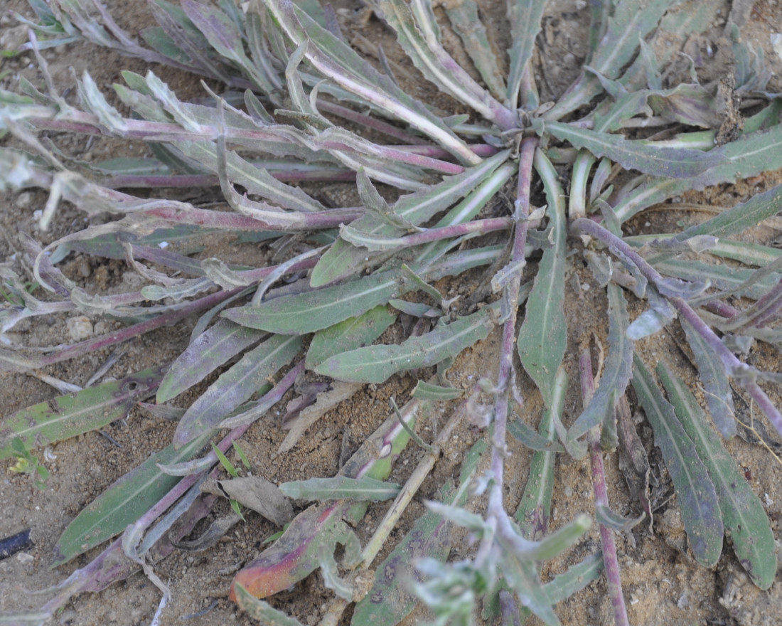 Image of Oenothera indecora specimen.