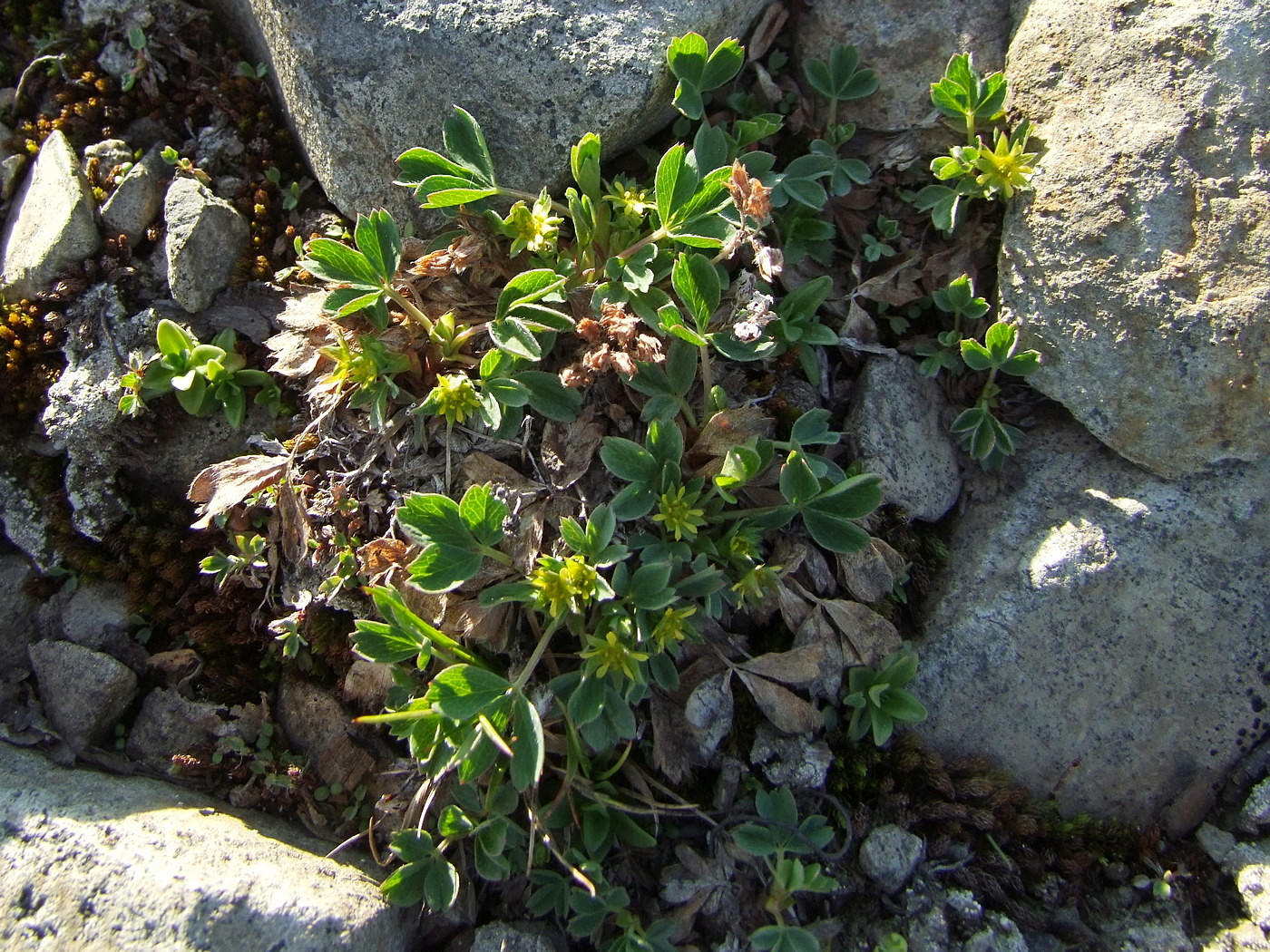 Image of Sibbaldia procumbens specimen.