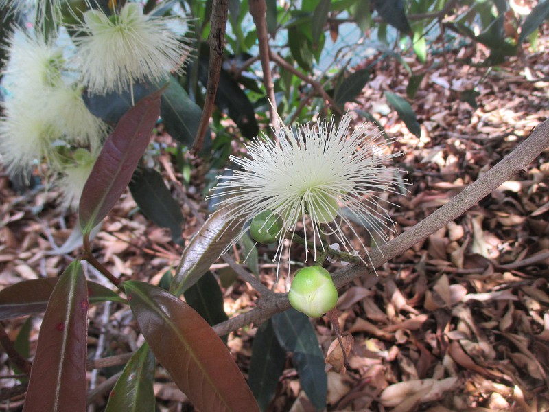 Image of Syzygium jambos specimen.