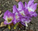 Colchicum speciosum. Цветки. Московская обл., Одинцовский р-н, г. Кубинка, цветник. 26.09.2017.