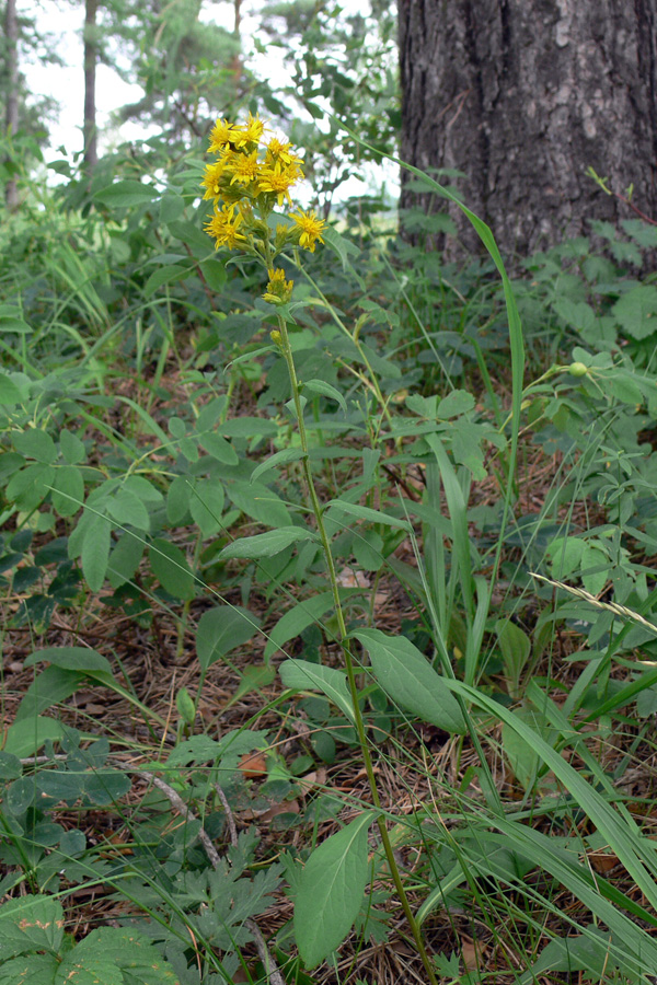 Image of Solidago virgaurea specimen.