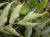 View full-size image Cyrtomium falcatum