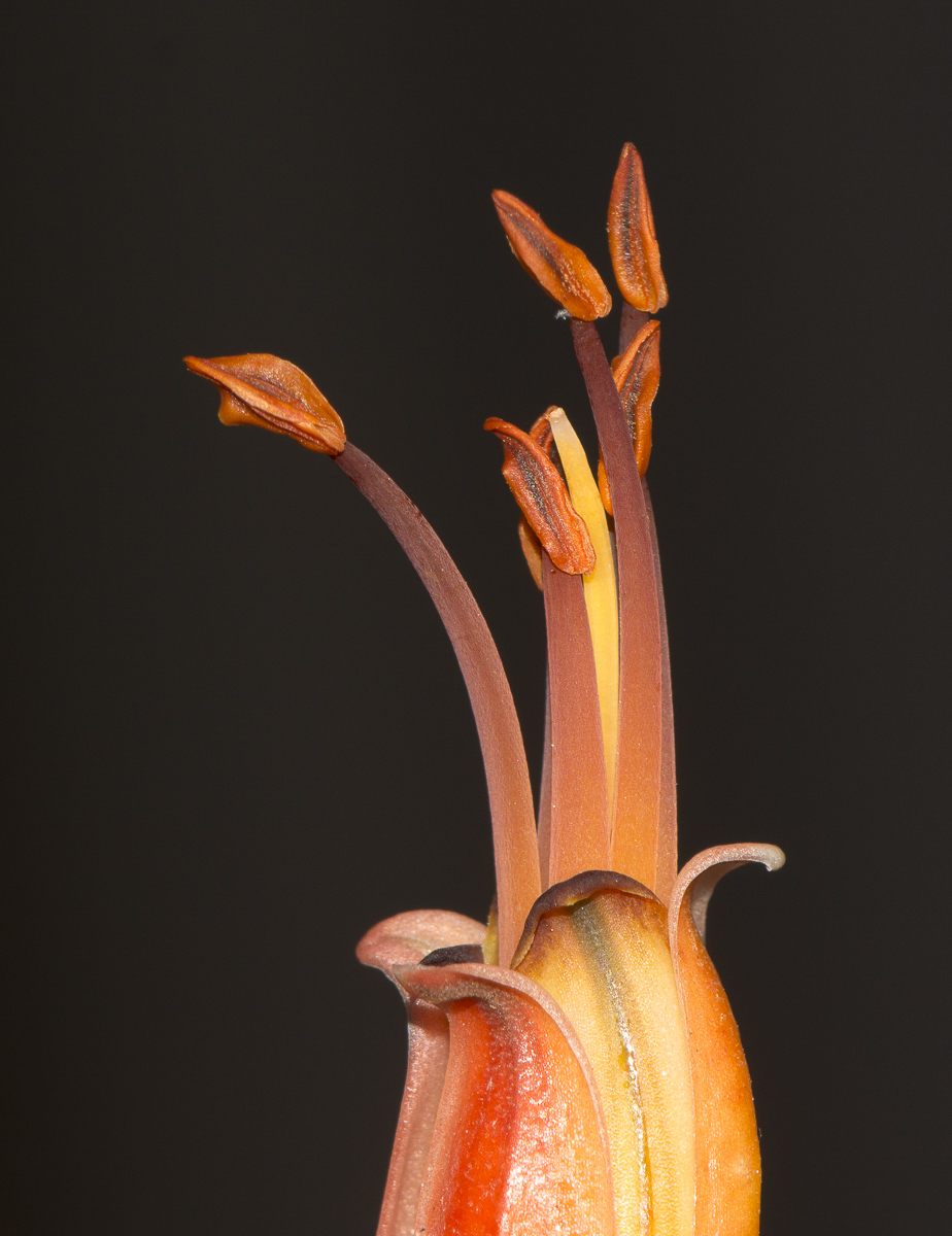 Image of Aloe marlothii specimen.