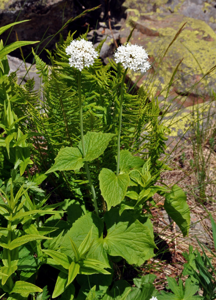 Изображение особи Valeriana alliariifolia.