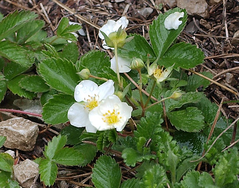 Image of Fragaria campestris specimen.