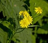 Lapsana communis. Верхушка цветущего побега. Пермь, Свердловский р-н, сорное во дворе жилого дома. 10 июля 2017 г.