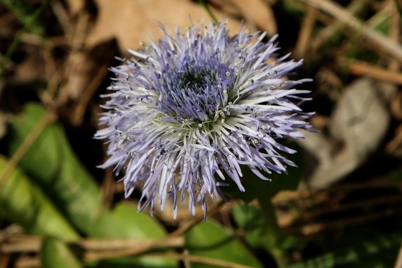 Image of Globularia trichosantha specimen.