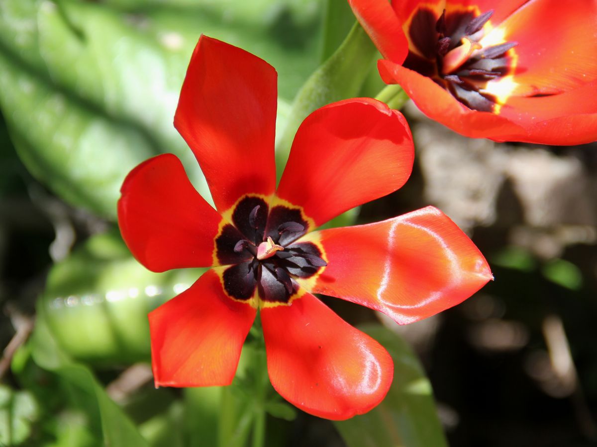 Изображение особи Tulipa fosteriana.