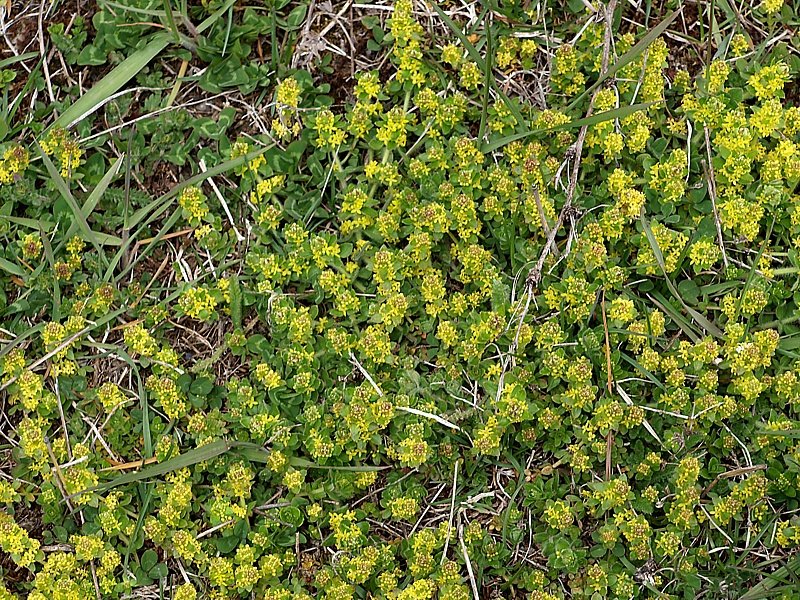 Image of genus Cruciata specimen.