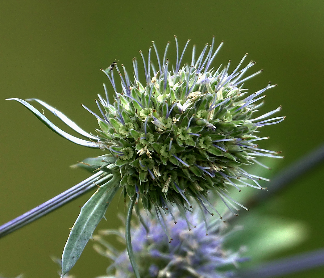 Изображение особи Eryngium planum.