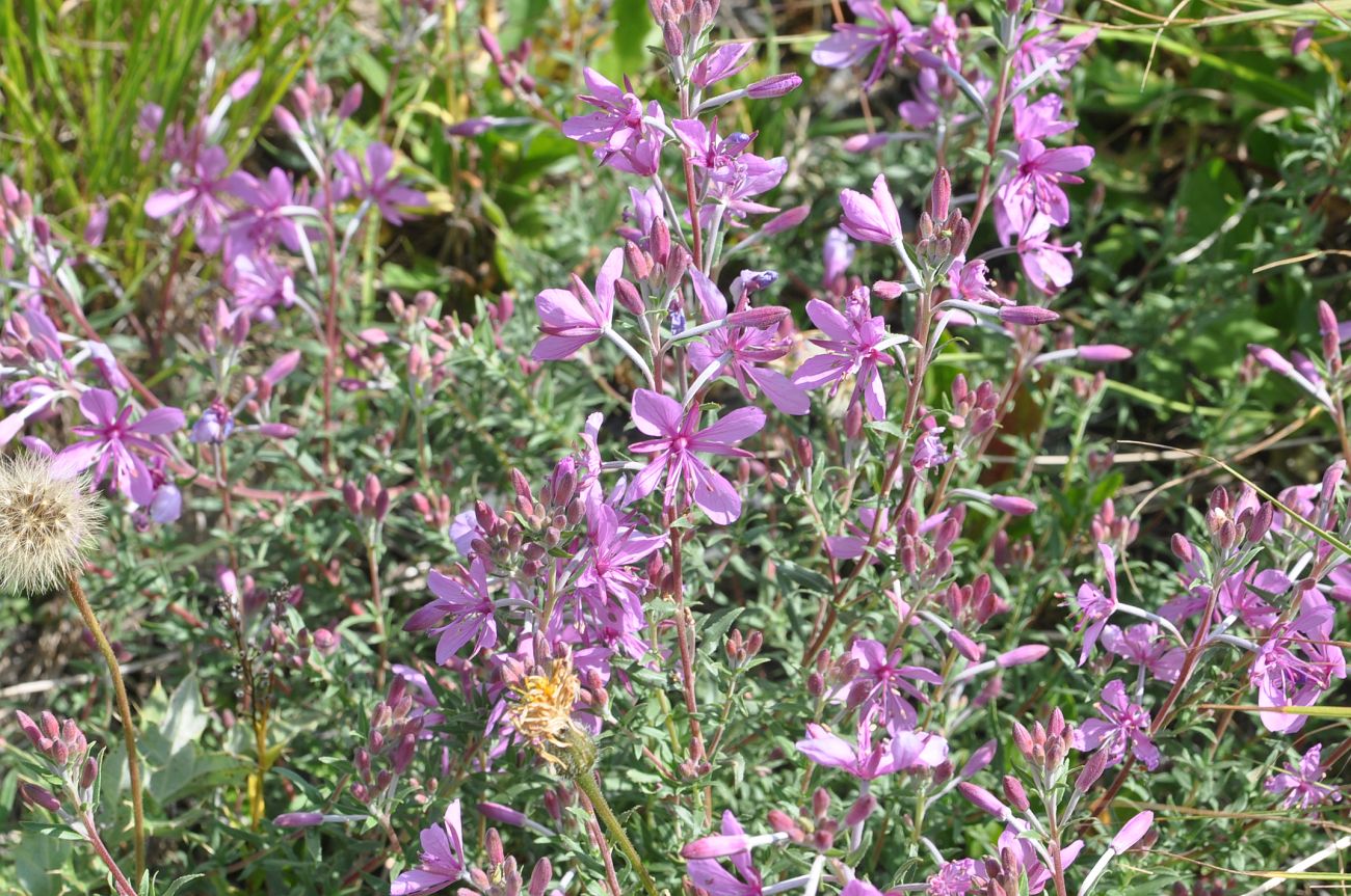 Image of Chamaenerion colchicum specimen.