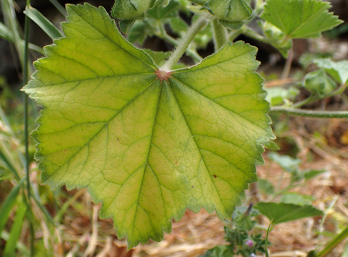 Image of Malva multiflora specimen.