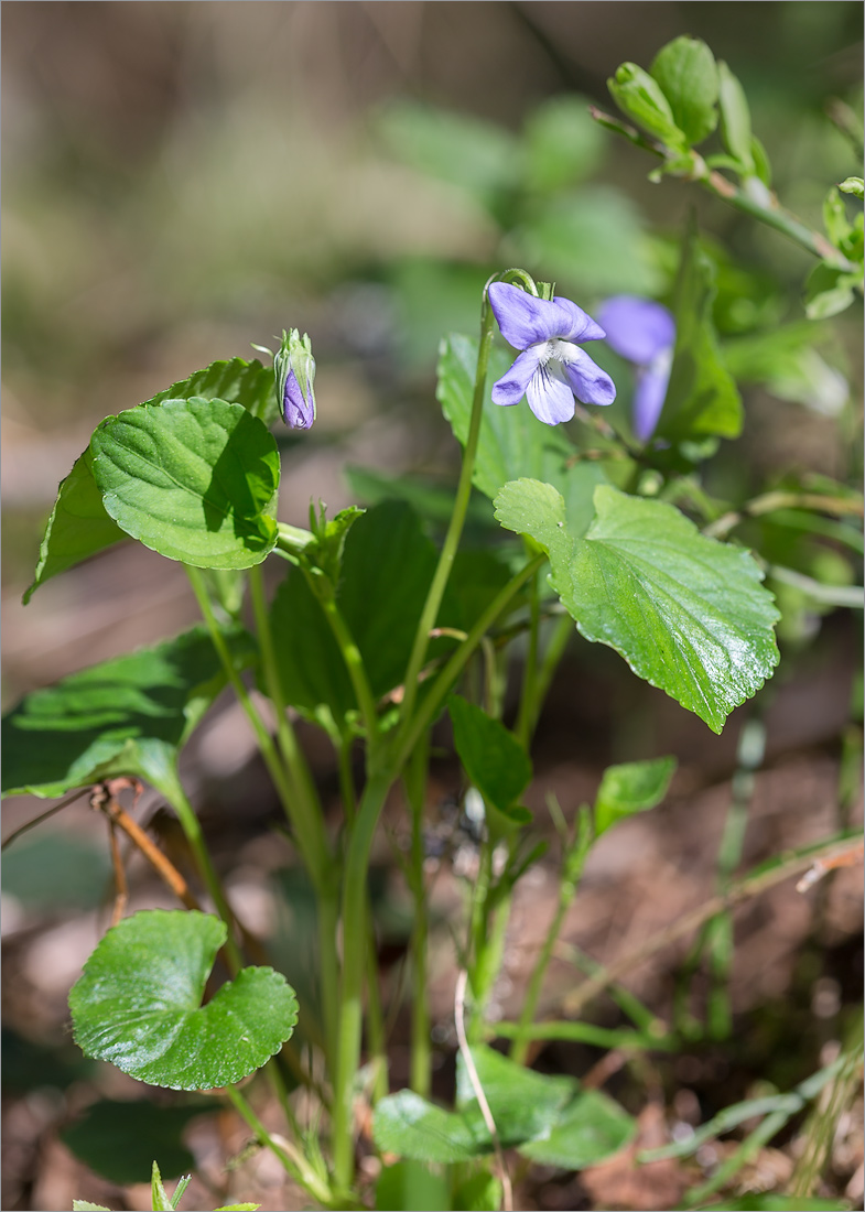 Image of Viola riviniana specimen.