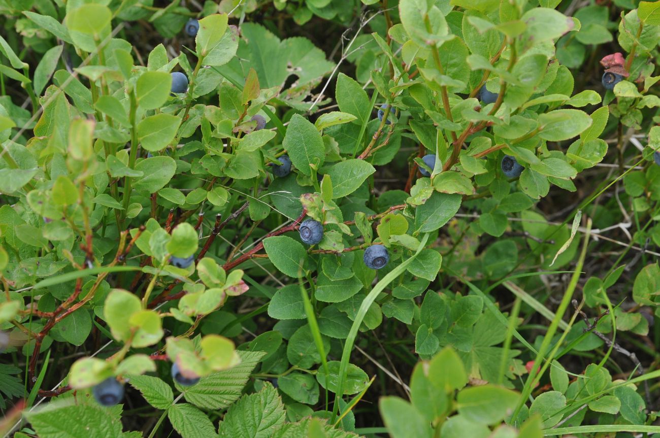 Image of Vaccinium myrtillus specimen.