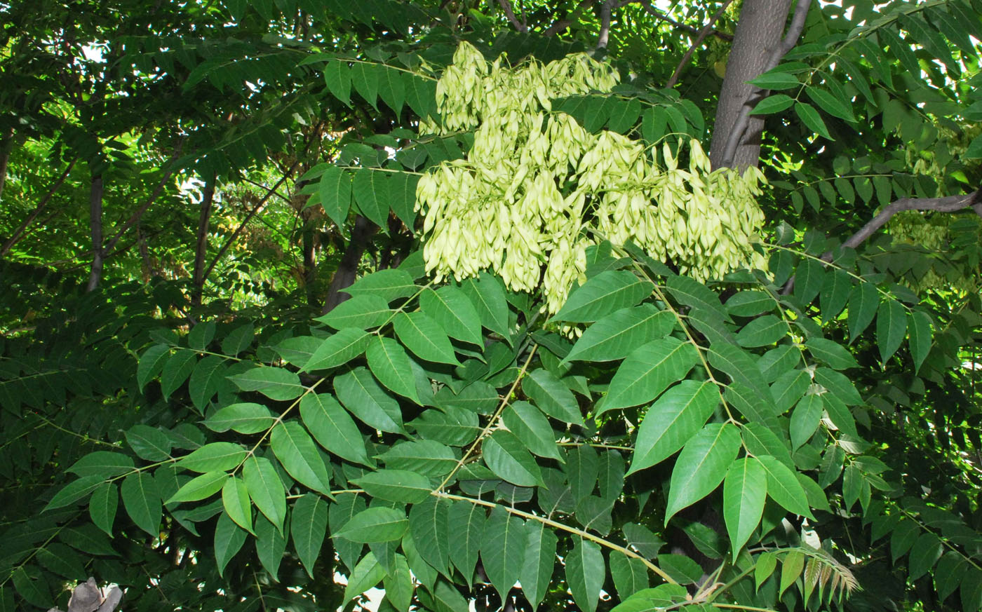 Image of Ailanthus altissima specimen.