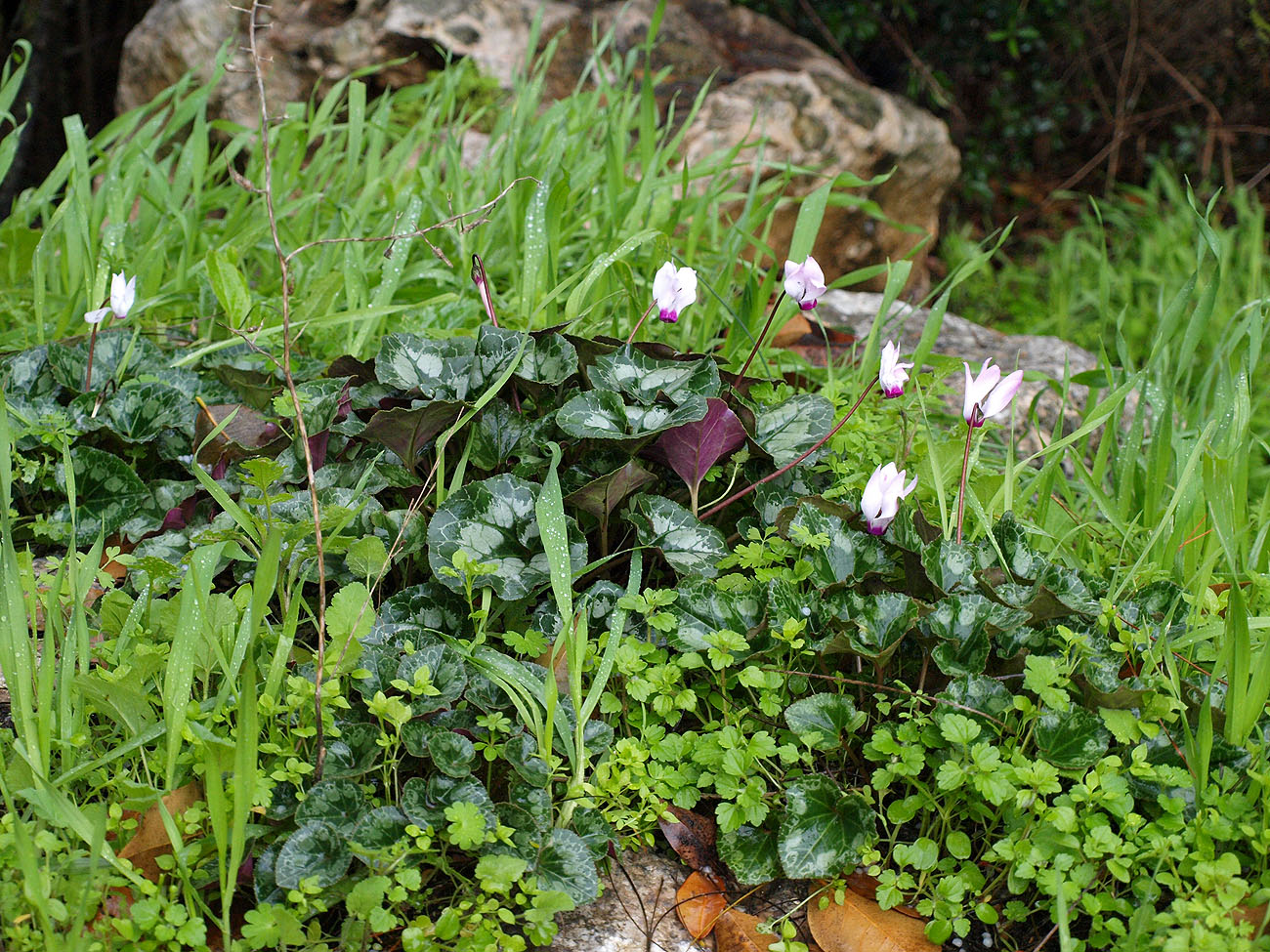 Image of Cyclamen persicum specimen.