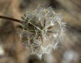 genus Taraxacum. Соплодие. Греция, Эгейское море, о. Парос, холм Кефалос, окр. монастыря Св. Антония; каменистая пешеходная дорожка к монастырю. 31.10.2018.