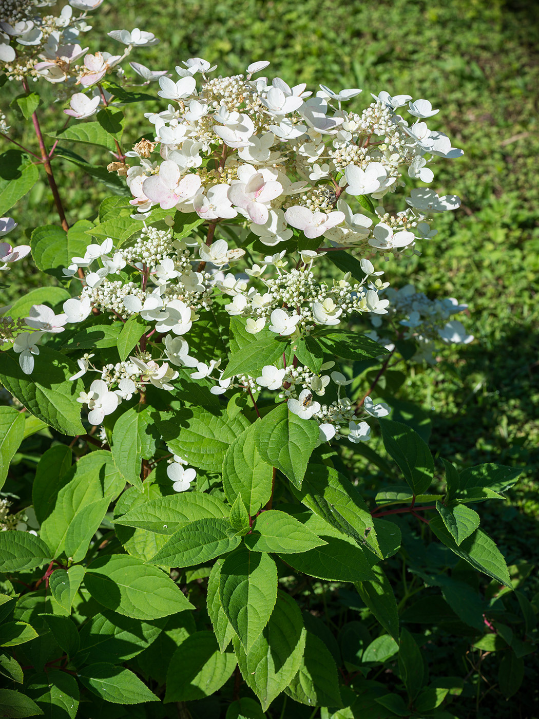 Image of Hydrangea paniculata specimen.