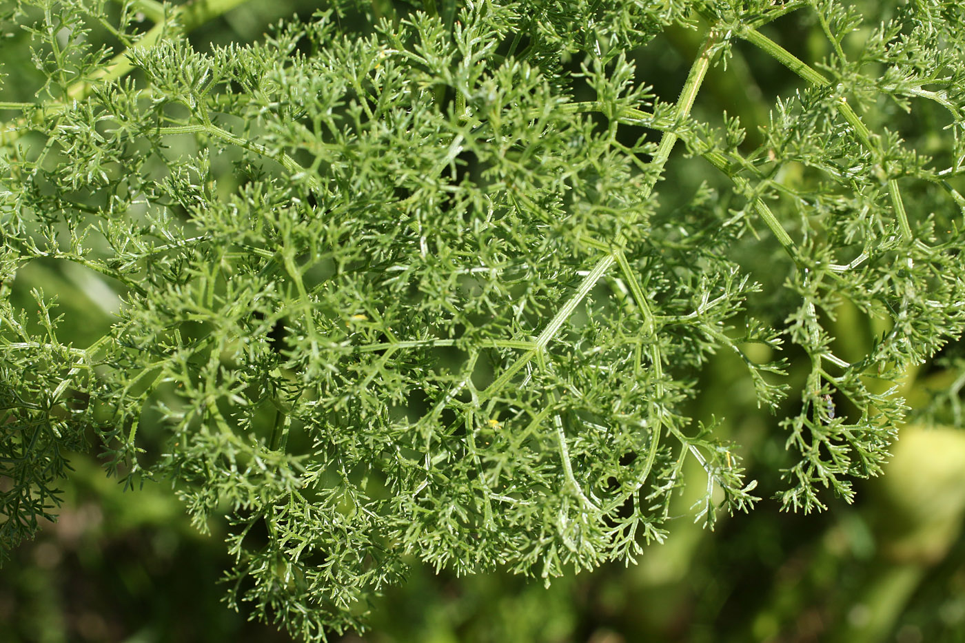 Image of Ferula angreni specimen.