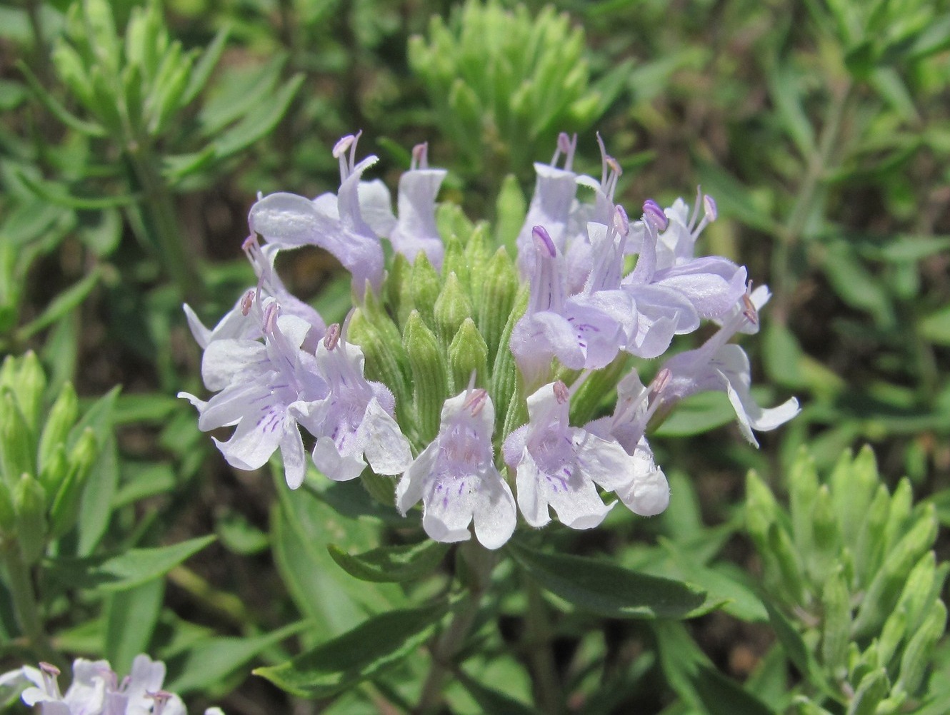 Изображение особи Ziziphora serpyllacea.