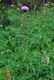 Cirsium heterophyllum. Цветущее растение. Башкирия, Белорецкий р-н, гора Большой Иремель, ≈ 1000 м н.у.м., луг на опушке смешанного леса. 30.07.2019.