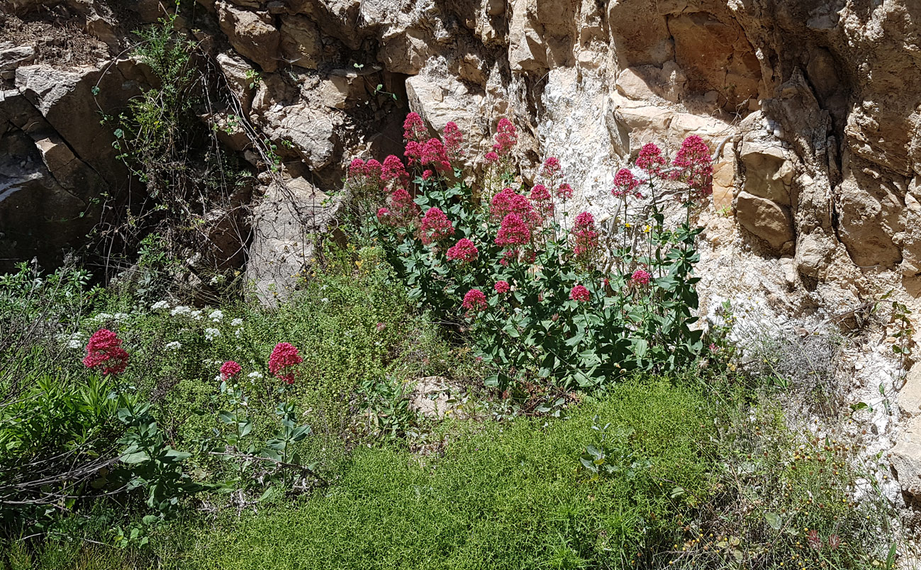 Image of Centranthus ruber specimen.