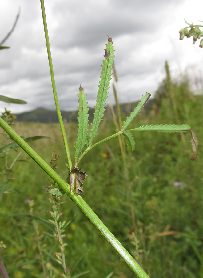 Image of Sanguisorba parviflora specimen.