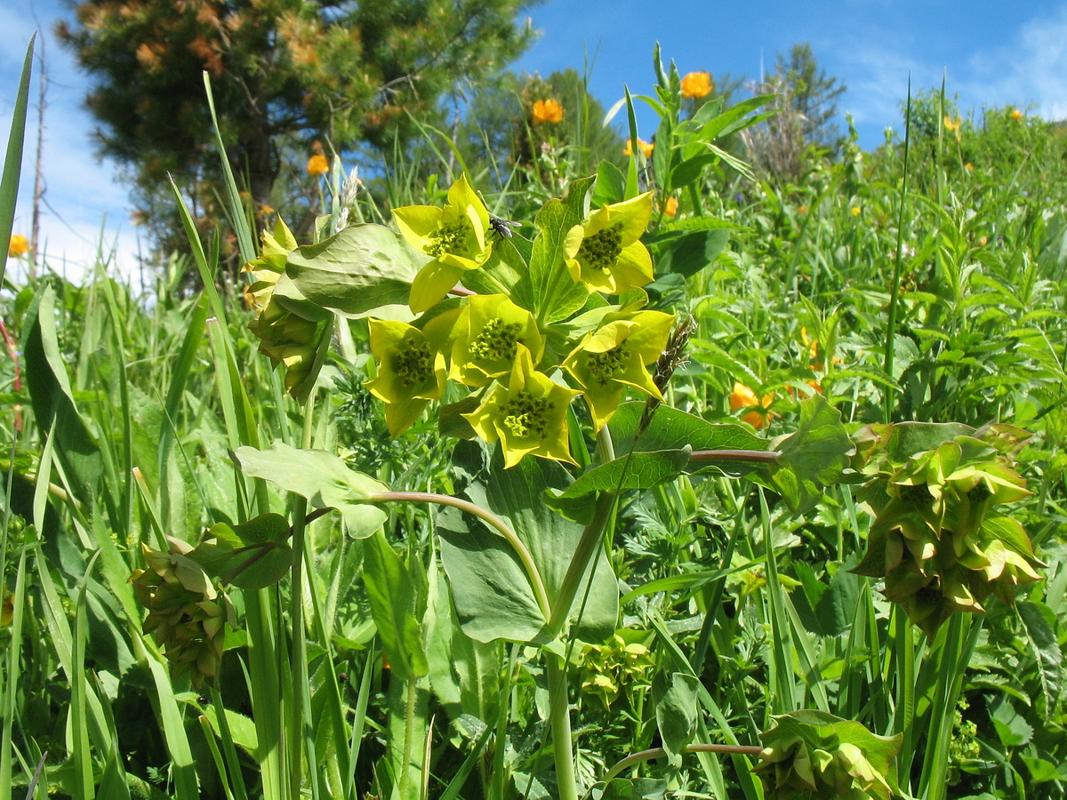 Изображение особи Bupleurum aureum ssp. porfirii.