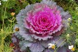 View full-size image Brassica oleracea variety viridis