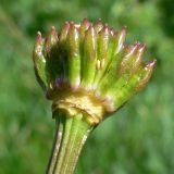 Trollius europaeus. Незрелый плод. Свердловская обл., окр. г. Североуральск, подножие Сосьвинского хребта, долина р. Большая Сосьва, смешанный лес. 29.06.2010.