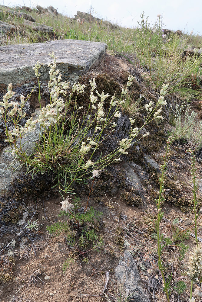 Image of Silene turczaninovii specimen.