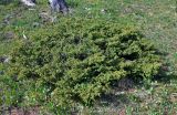 Juniperus sibirica. Вегетирующее растение. Алтай, Улаганский р-н, Улаганский перевал, ≈ 2000 м н.у.м., опушка хвойного леса. 18.06.2019.