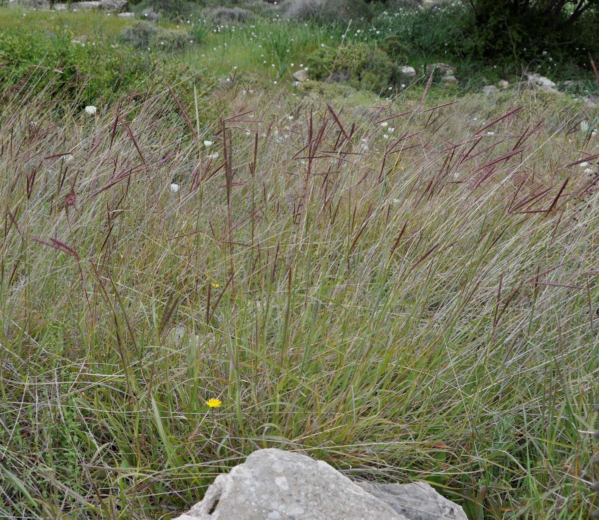 Изображение особи Andropogon distachyos.