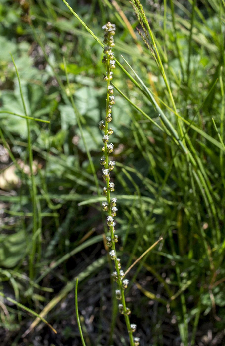 Image of Triglochin palustris specimen.