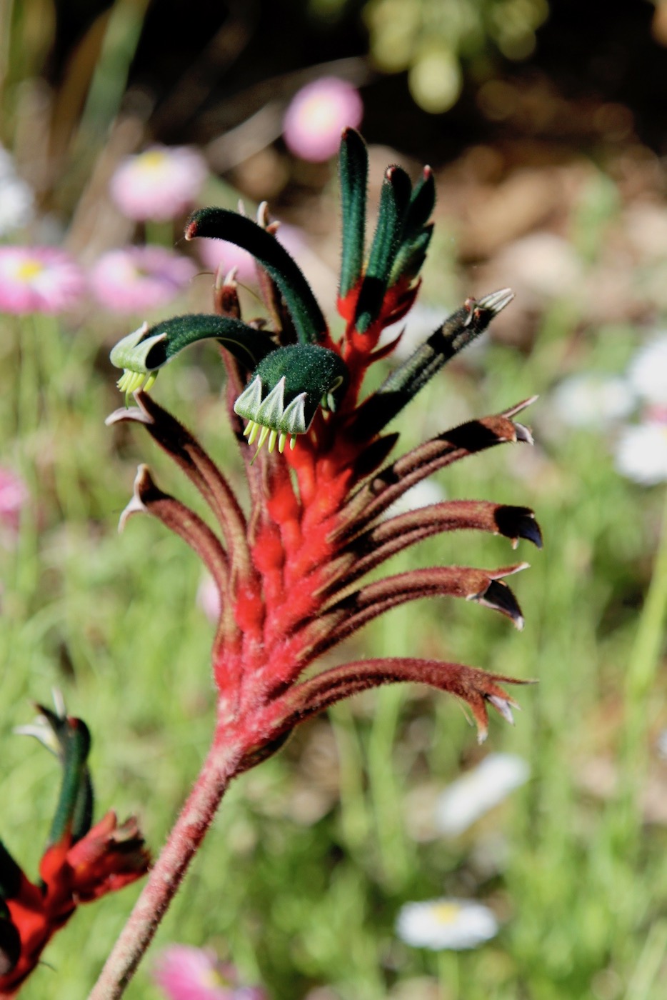 Изображение особи Anigozanthos manglesii.