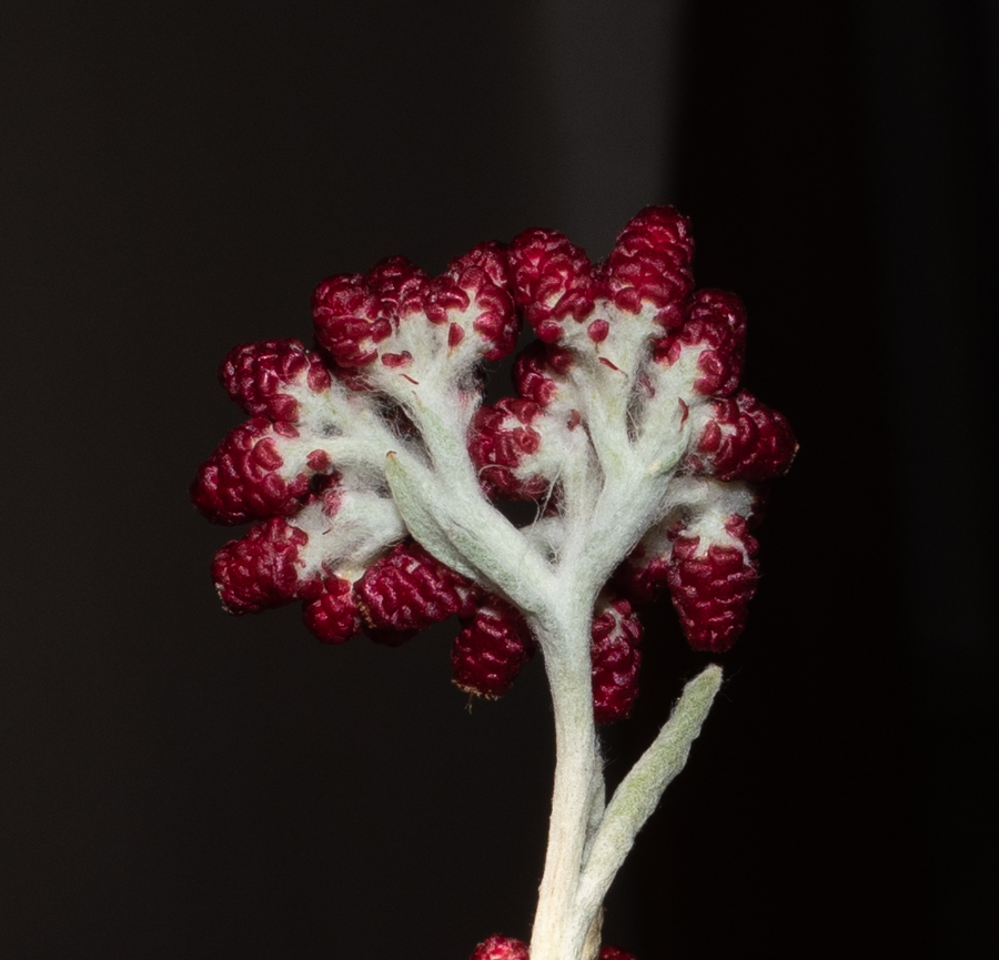 Изображение особи Helichrysum sanguineum.