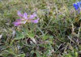 Trifolium alpinum