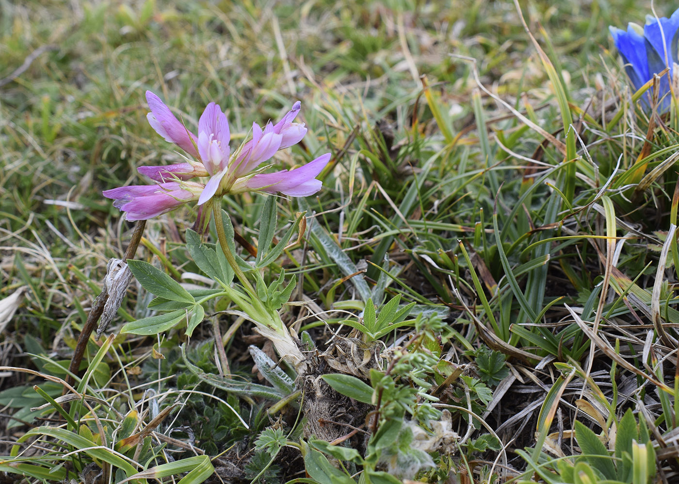 Image of Trifolium alpinum specimen.