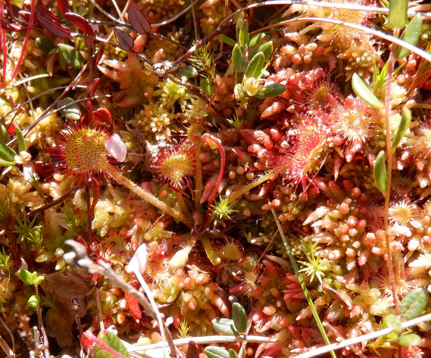 Image of Drosera rotundifolia specimen.