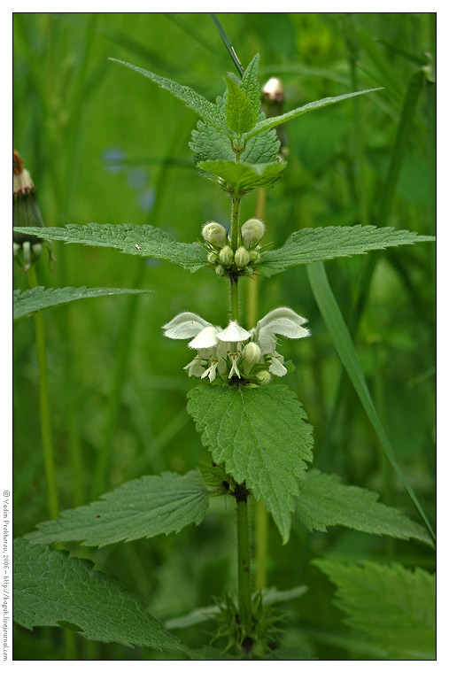 Image of Lamium album specimen.