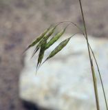 genus Bromus. Верхушка плодоносящего побега. Санкт-Петербург, Ботанический сад БИН РАН, альпийская горка, в культуре. 09.09.2020.