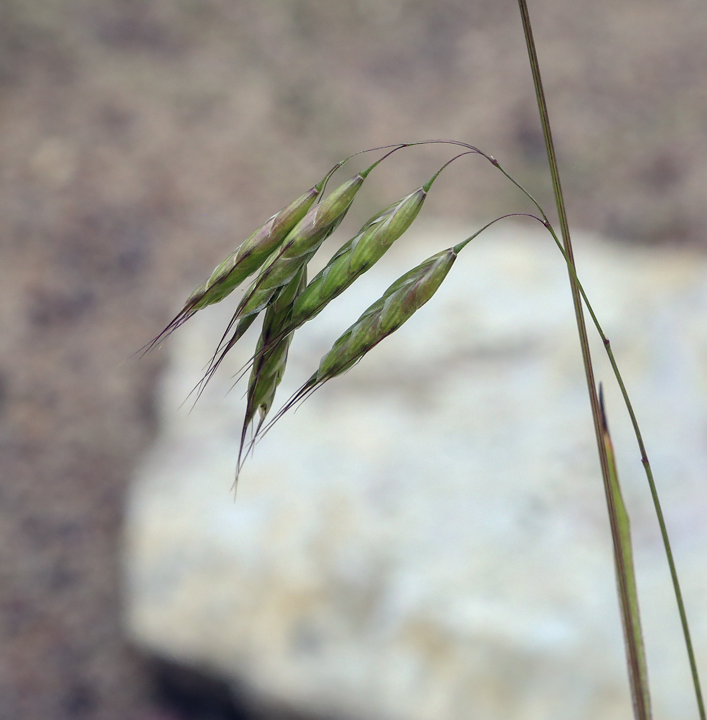 Image of genus Bromus specimen.