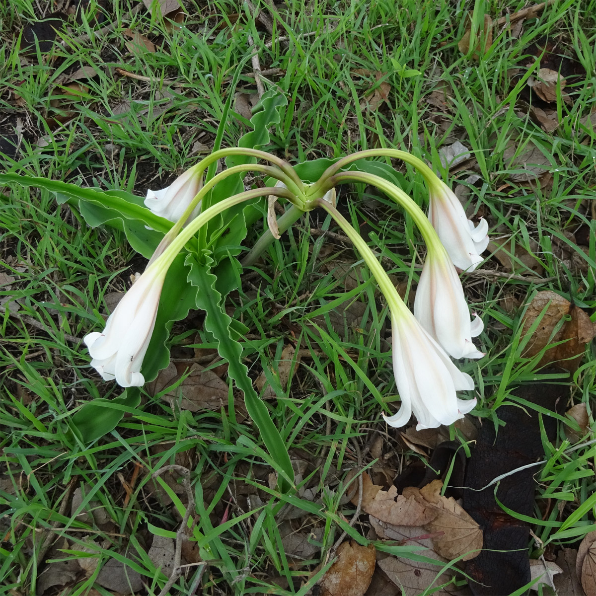 Изображение особи Crinum macowanii.