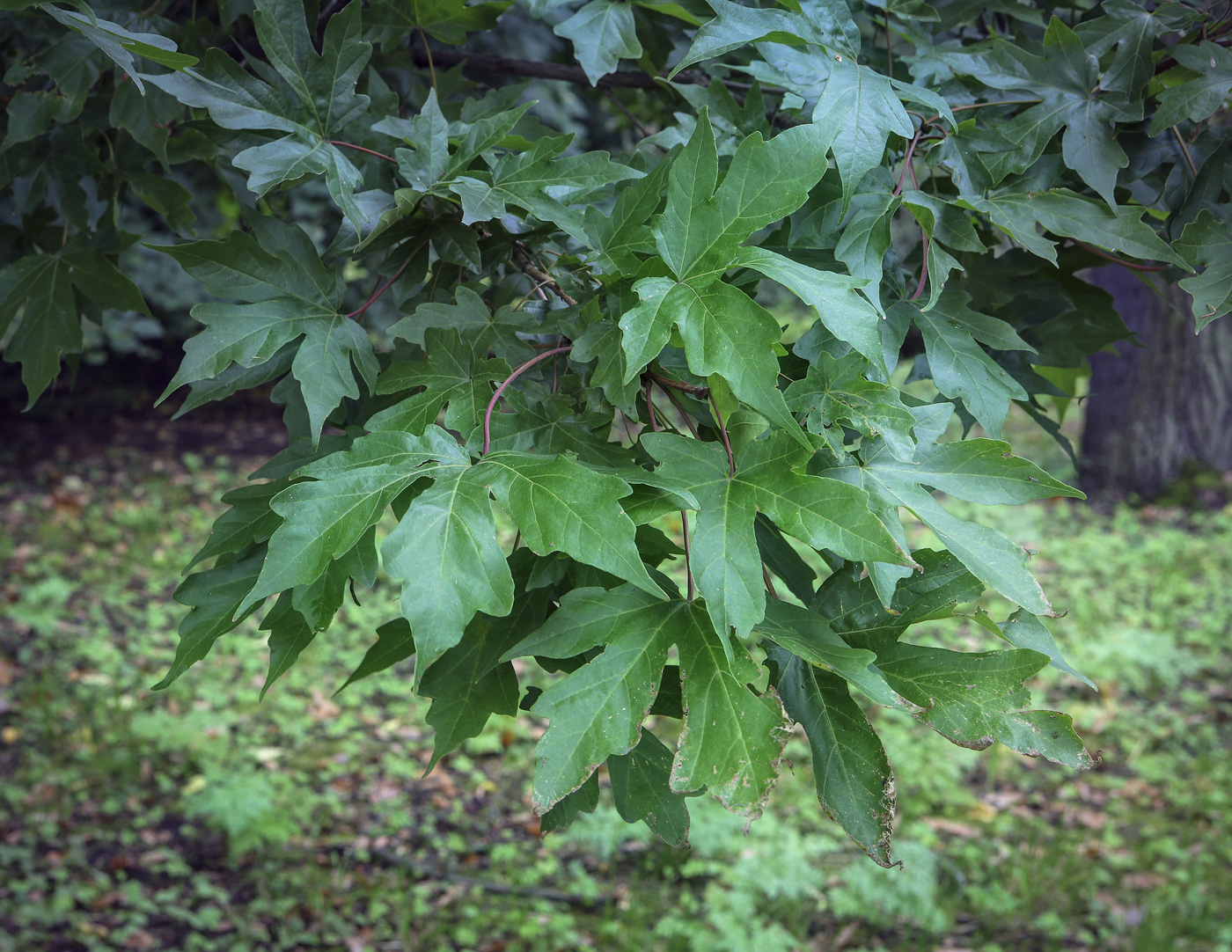 Image of Acer miyabei specimen.