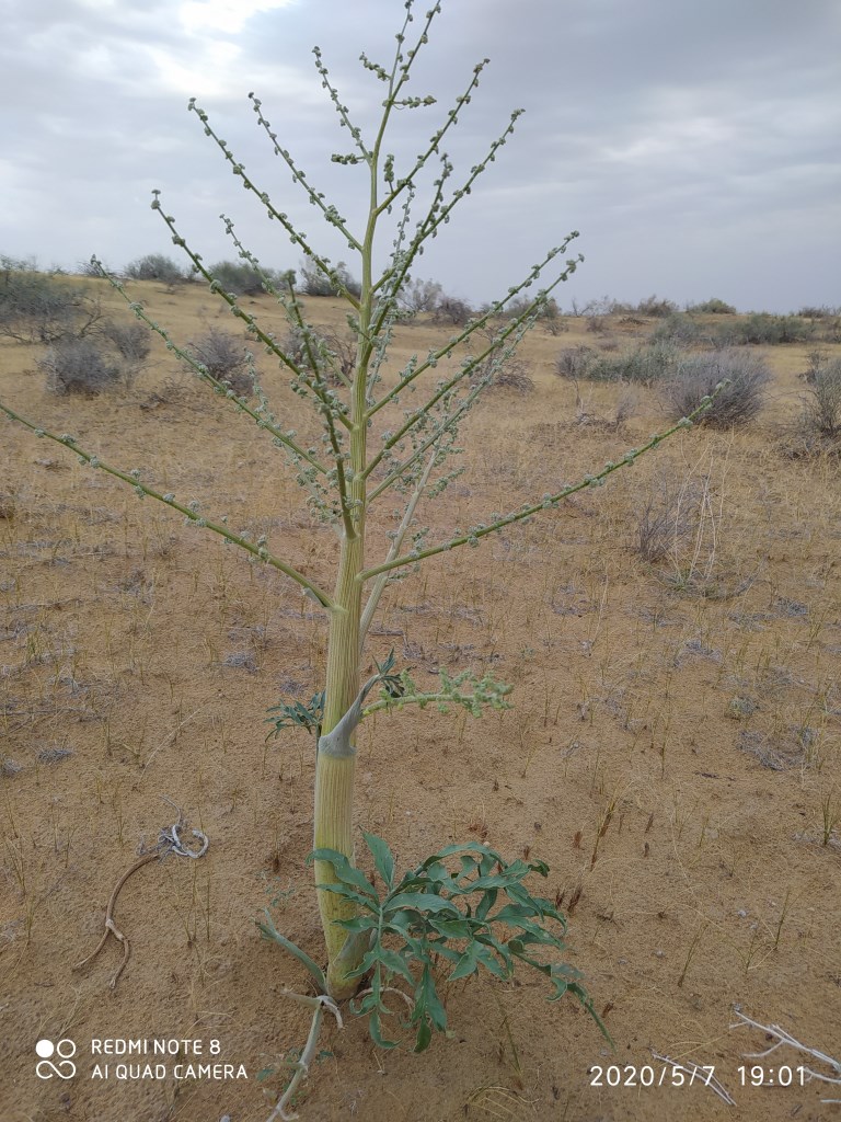 Image of Dorema sabulosum specimen.