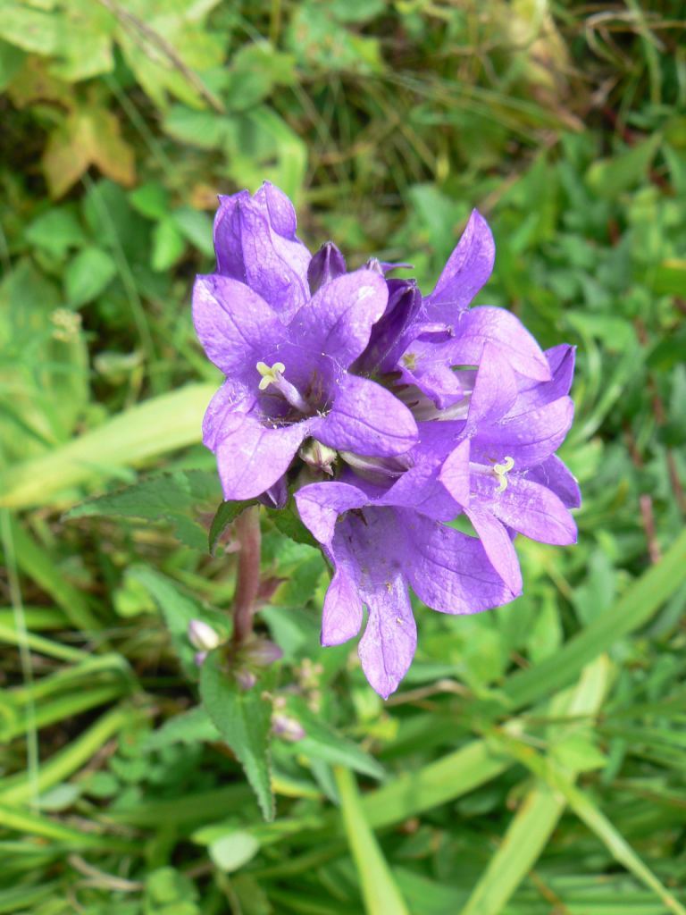 Изображение особи Campanula glomerata.