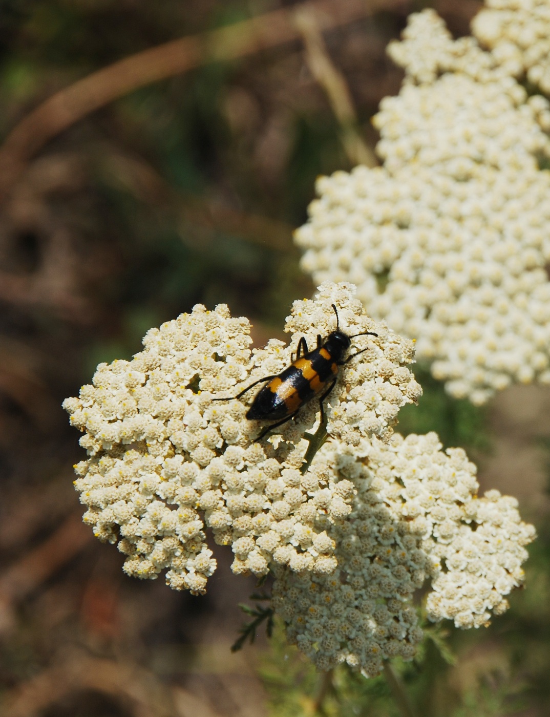 Image of Achillea nobilis specimen.